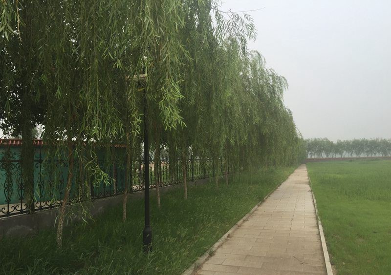 龙凤园公墓环境图